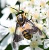 Chrysops viduatus